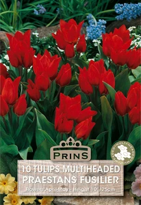 Tulip praestans Fusilier