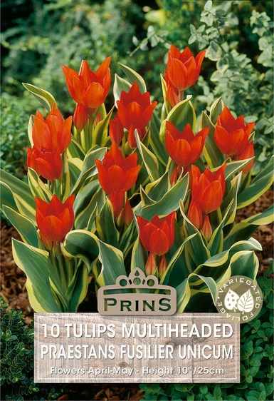 Tulip praestans Fusilier Unicum