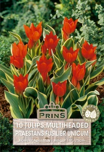 Tulip praestans Fusilier Unicum