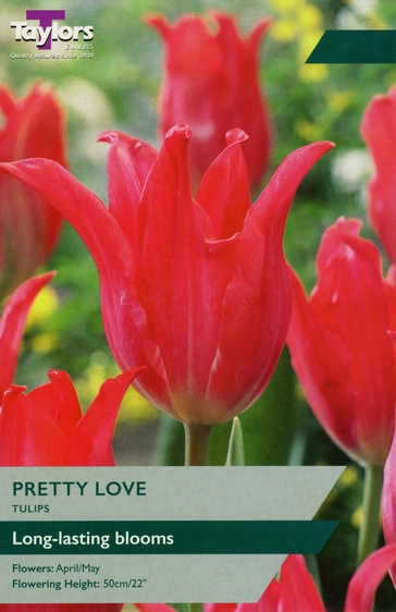 Tulip Pretty Love