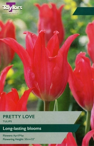 Tulip Pretty Love