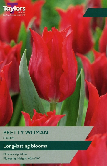 Tulip Pretty Woman