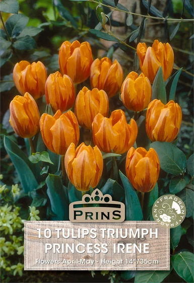 Tulip Princess Irene