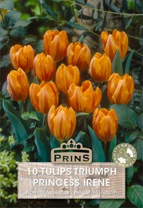 Tulip Princess Irene