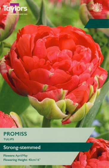 Tulip Promiss