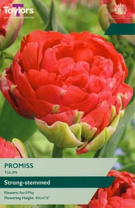 Tulip Promiss