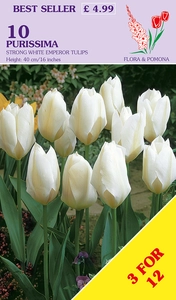 Tulip Purissima