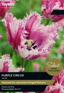 Tulip Purple Circus