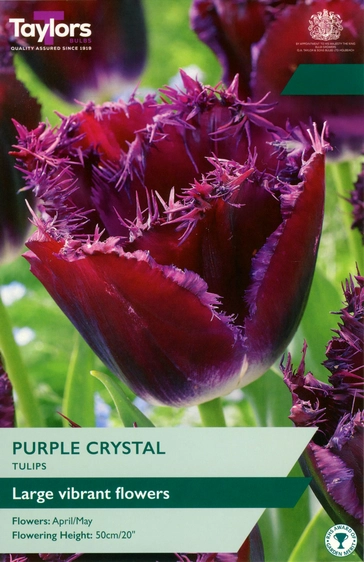 Tulip Purple Crystal