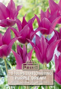 Tulip Purple Dream