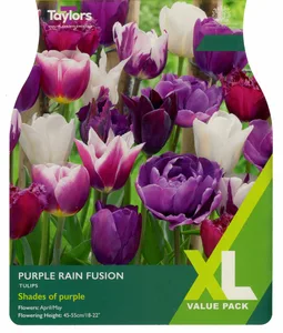 Tulip Purple Rain Fusion