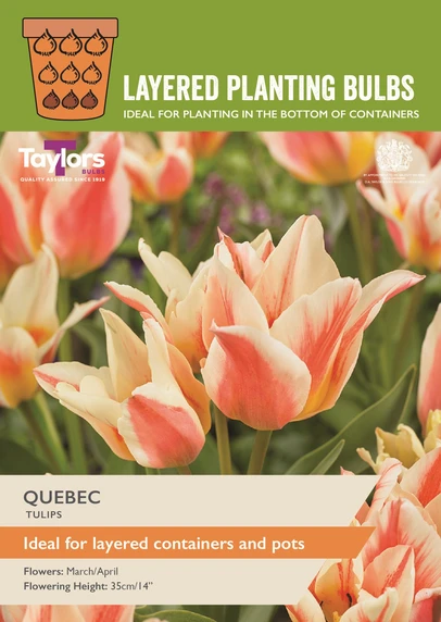 Tulip Quebec