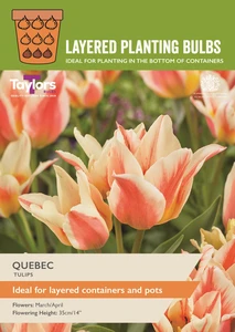 Tulip Quebec