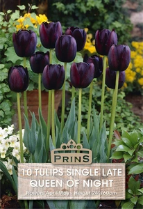 Tulip Queen Of Night - 10 Bulbs