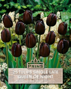 Tulip Queen Of Night - 25 Bulbs