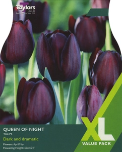 Tulip Queen Of Night