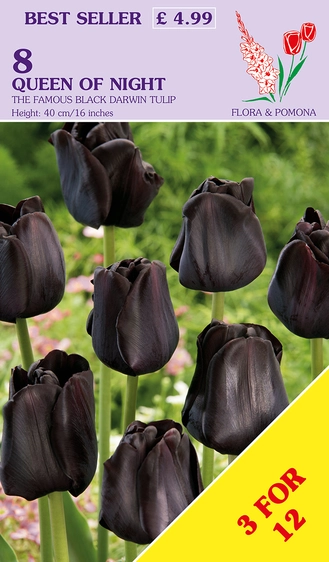 Tulip Queen of Night