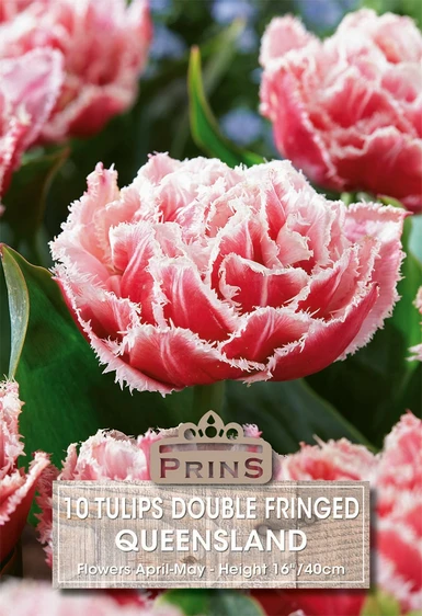Tulip Queensland