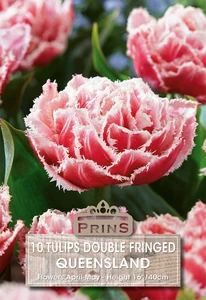 Tulip Queensland