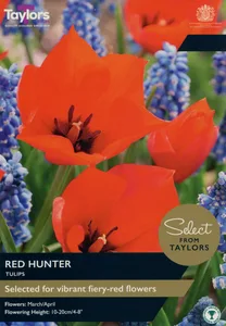 Tulip Red Hunter