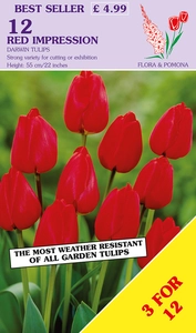 Tulip Red Impression