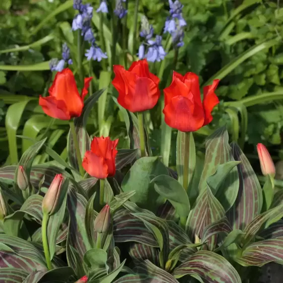 Tulip 'Red Riding Hood' 6 Pack
