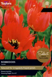 Tulip Robbedoes