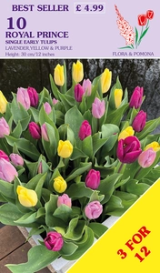 Tulip Royal Prince Mix