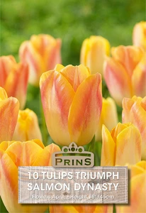 Tulip Salmon Dynasty