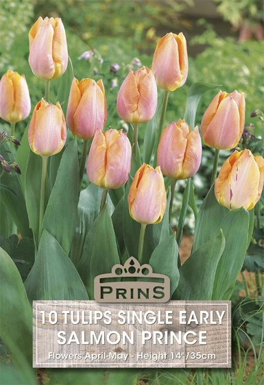 Tulip Salmon Prince