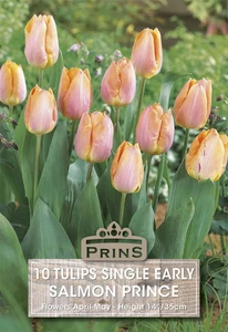 Tulip Salmon Prince