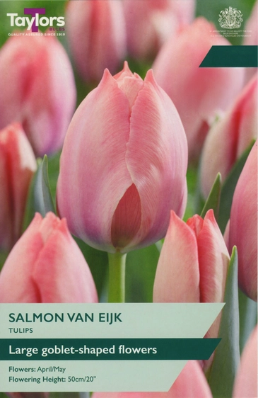 Tulip Salmon Van Eijk