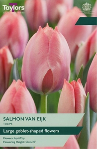 Tulip Salmon Van Eijk