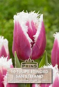 Tulip San Stefano