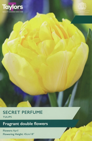 Tulip Secret Perfume