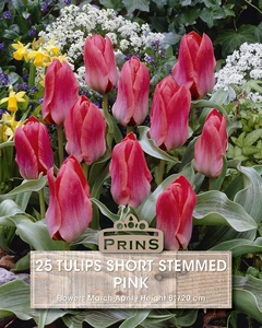 Tulip Short Stemmed Pink