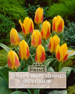 Tulip Short Stemmed Red & Yellow