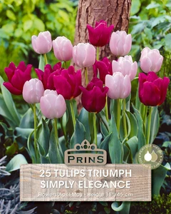 Tulip Simply Elegance