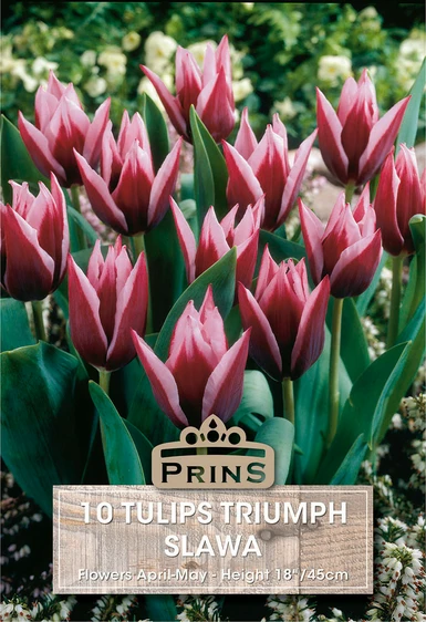 Tulip Slawa
