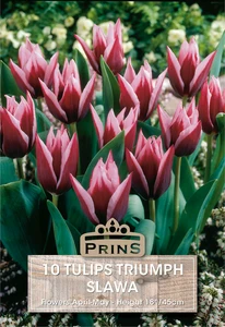 Tulip Slawa