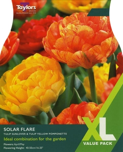 Tulip Solar Flare Mix