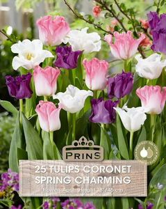 Tulip Spring Charming