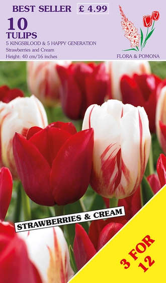 Tulip Strawberries & Cream Duo