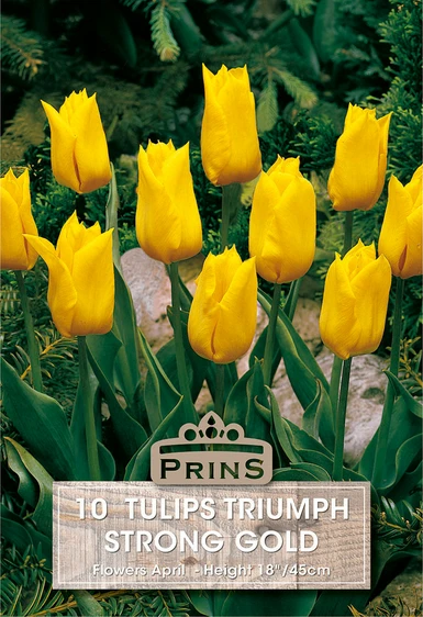 Tulip Strong Gold