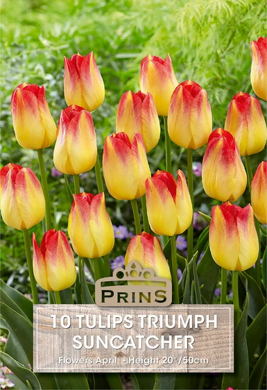 Tulip Suncatcher