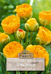 Tulip Sunlover