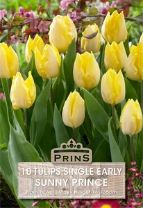 Tulip Sunny Prince