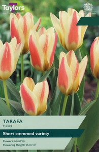 Tulip Tarafa