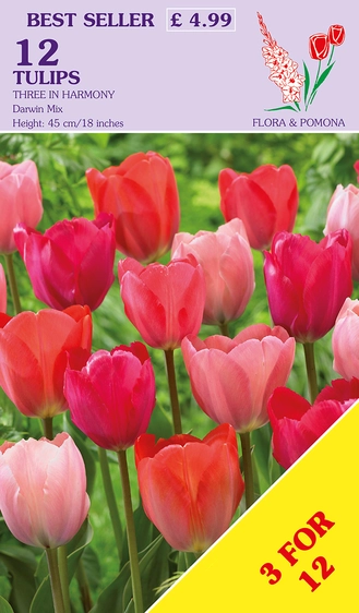 Tulip Three In Harmony