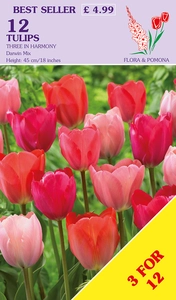 Tulip Three In Harmony